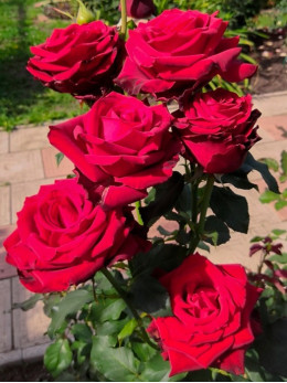 Саджанці троянди Експлорер на штамбі