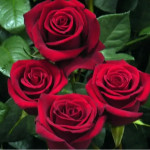 Саджанці троянди Експлорер на штамбі