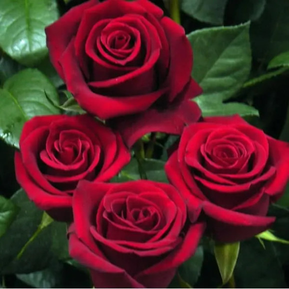 Саджанці троянди Експлорер на штамбі