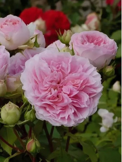 Саджанці троянди Софія Романтика на штамбі