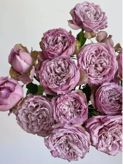 Саджанці троянди Принцеса Каорі на штамбі