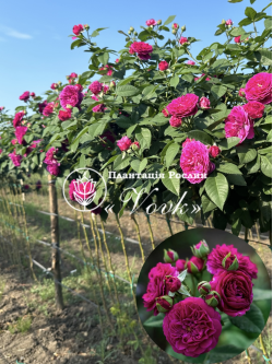 Саженцы розы Перпл Лодж на штамбе