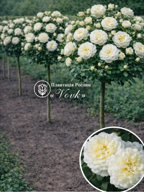 Саженцы розы Транквилити на штамбе