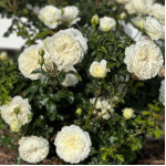 Саджанці троянди Транквіліті на штамбі