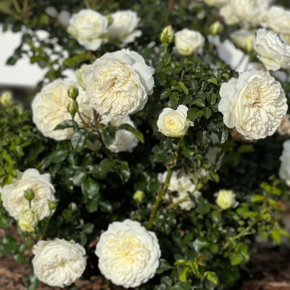 Саджанці троянди Транквіліті на штамбі