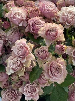 Саженцы розы Бурбон Стрит на штамбе