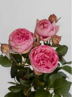 Саженцы розы Хэппи Пиано на штамбе