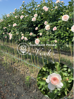 Саженцы розы Лариса на штамбе