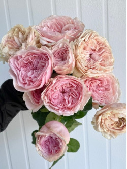 Саженцы розы Сенлицу на штамбе