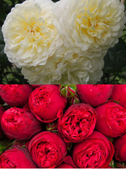 Саджанці троянди Транквіліті / Ред Піано на штамбі