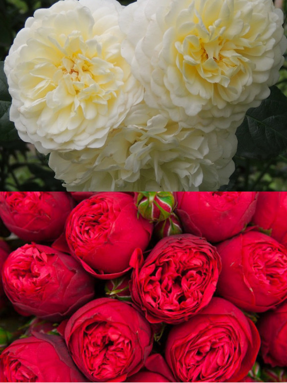 Саджанці троянди Транквіліті / Ред Піано на штамбі