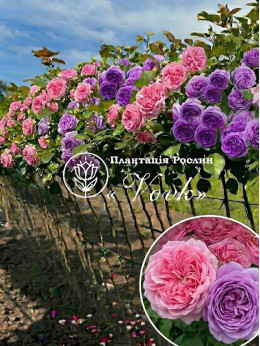 Саженцы розы Эшли / Блю Скай Фри на штамбе