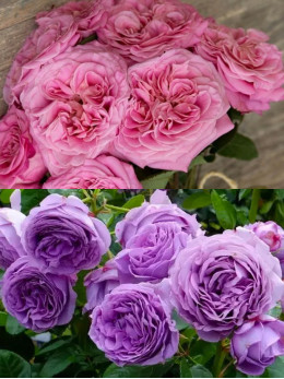 Саджанці троянди Ешлі / Блу Скай Фрі на штамбі