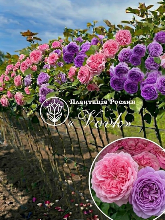Саженцы розы Эшли / Блю Скай Фри на штамбе