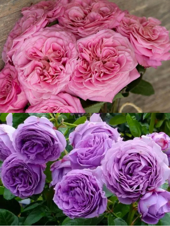 Саджанці троянди Ешлі / Блу Скай Фрі на штамбі