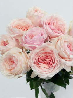 Саджанці троянди Цумугі на штамбі