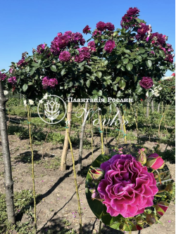 Саджанці троянди Мінерва на штамбі