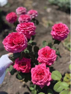 Саджанці троянди Принцеса Кіші на штамбі