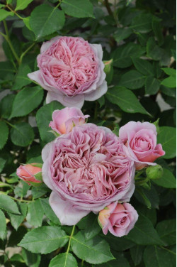 Саженцы розы Роб а Ля Франсез на штамбе