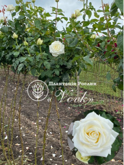 Саженцы розы Боинг на штамбе