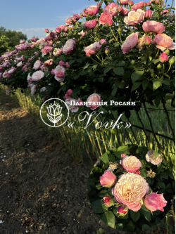 Саджанці троянди Констанс на штамбі