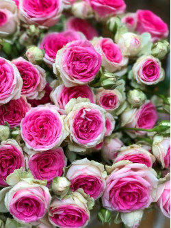 Саженцы розы Мини Эден на штамбе