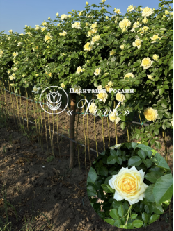 Саджанці троянди Надія Мейяндекор на штамбі