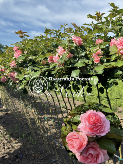 Саженцы розы Поэзия на штамбе