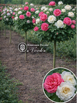 Саженцы розы Розариум Ютерзен / Свани на штамбе