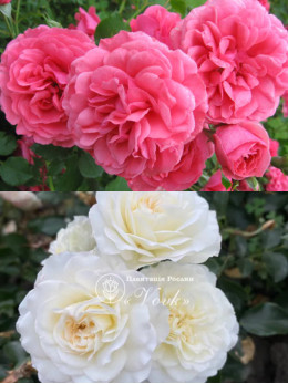 Саджанці троянди Розаріум Ютерзен / Свані на штамбі