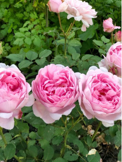 Саженцы розы Наташа Ричардсон на штамбе