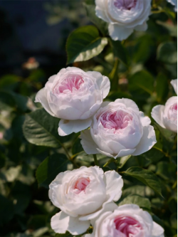 Саженцы розы Герцогиня Кристиана на штамбе