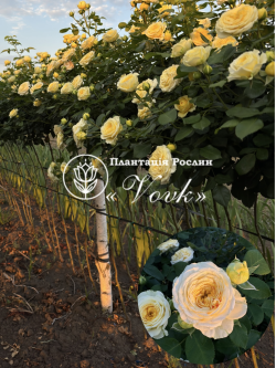 Саджанці троянди Лимон Помпон на штамбі