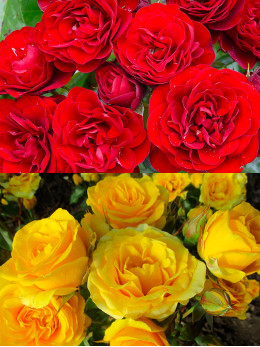 Саджанці троянди Торнадо / Жовта Лялька на штамбі