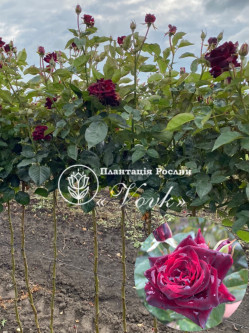 Саджанці троянди Блек Баккара на штамбі