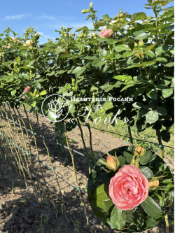 Саженцы розы Брайдал Пиано на штамбе