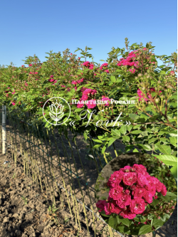 Саджанці троянди Дінкі на штамбі