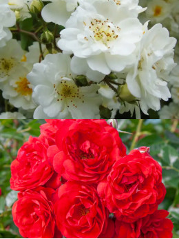 Саджанці троянди Гірлянд де Амур / Скарлет Мейяндекор на штамбі