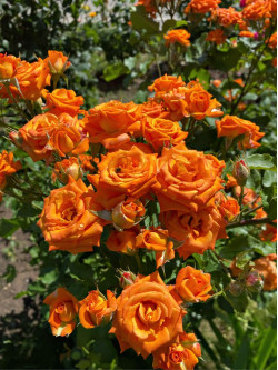 Саженцы розы Клемантина на штамбе