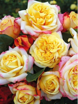 Саджанці троянди Ювілей Кордеса на штамбі