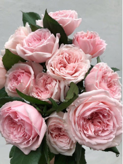 Саджанці троянди Принцеса Хітомі на штамбі