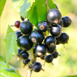 Саджанці смородини Черешнева