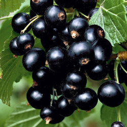 Саджанці смородини Краса Львова