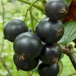 Саджанці смородини Оджебін