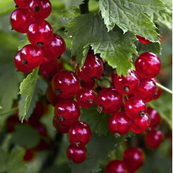 Саджанці порічки Святкова