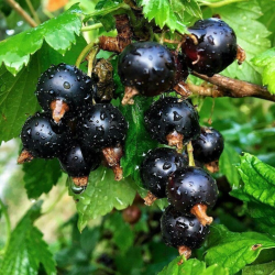 Саджанці смородини Альта