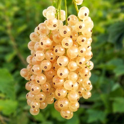 Саженцы смородины Императорская жёлтая