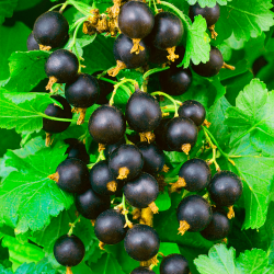 Саджанці смородини Вернісаж