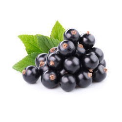 Саджанці смородини Володимирська