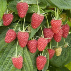 Саджанці малини Брусвяна